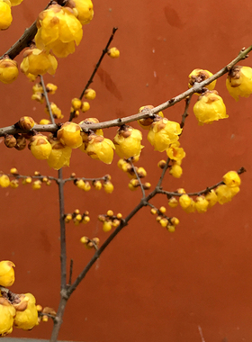 一物一拍腊梅【初荷】浓香型蜡梅花盆栽树苗嫁接磬口阳台庭院包活