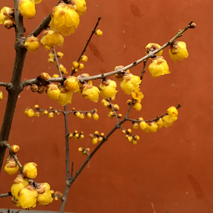 一物一拍腊梅【初荷】浓香型蜡梅花盆栽树苗嫁接磬口阳台庭院包活