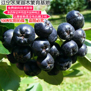 新品种黑果腺肋花楸盆栽果树 辽宁不老莓一号地栽耐寒不老莓树苗