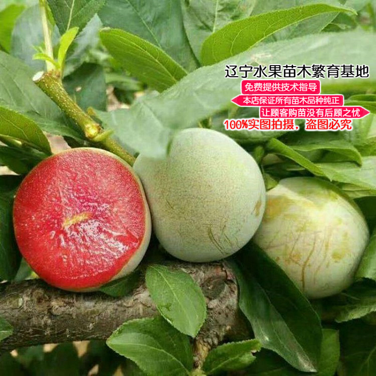 味帝李子果树苗东北新品种嫁接红心美国味帝杏李子树苗南北方种植