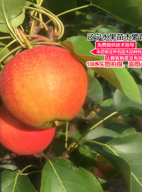 辽宁嫁接南方种植地栽果树苗