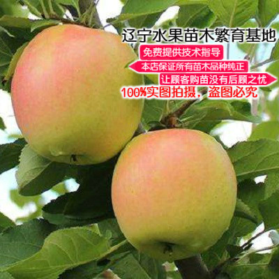 辽宁水蜜桃基地耐寒果树苗新品种