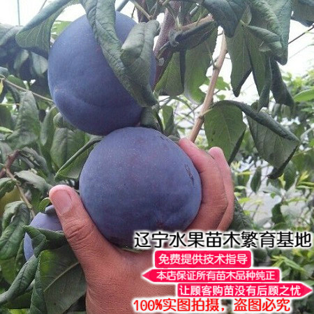 黑霸王李子树苗辽宁嫁接耐寒新品种特大甜李子苗果树苗南北方种植