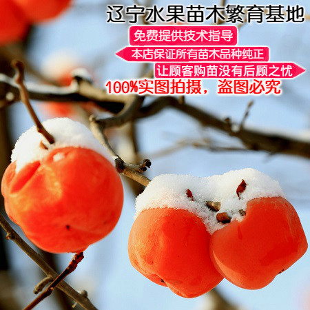 嫁接新品种甜雪柿子种苗东北当地耐寒朱果柿树庭院地栽红嘟嘟树苗