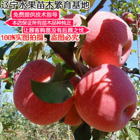 辽宁种植盆矮化苹果树苗不包邮