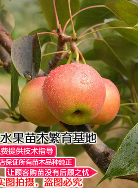 鞍山辽宁嫁接南方庭院种植树苗