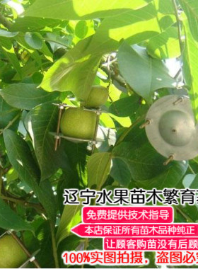 嫁接水果南方庭院植物核桃树苗
