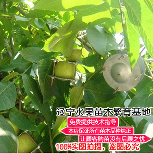 东北嫁接水果树苗8518纸皮核桃树苗南方北方种植文玩核桃庭院植物