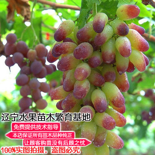 东北耐寒果树苗苹果李子桃杏梨大樱桃葡萄榛子山楂苗辽宁繁育定金