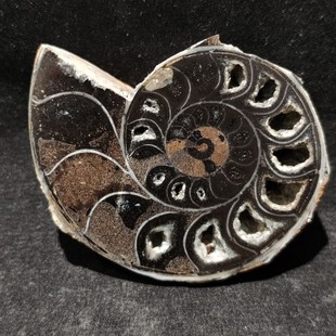 特殊黑色矿化菊石切片，史前古生物化石标本收藏礼物天然矿物