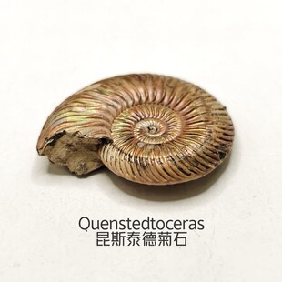 俄罗斯菊石黄铁昆斯泰特泰德科斯莫刺蛇菊石稀有史前化石收藏昆菊