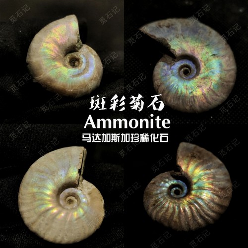 原皮斑彩风神科普菊石鹦鹉螺化石