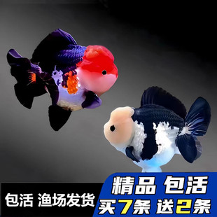 玛丽将军泰狮三色精品黑白熊猫金鱼活鱼观赏小鱼苗冷水耐活小鱼苗