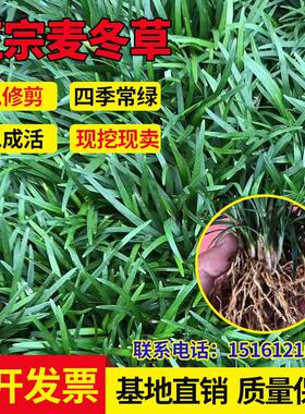 矮麦冬草耐寒庭院绿化草坪植物日本矮生麦冬草玉龙草 麦冬草包邮