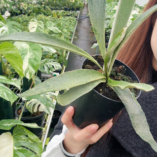 双旦狂欢立叶银鹿鹿角蕨限时冲量