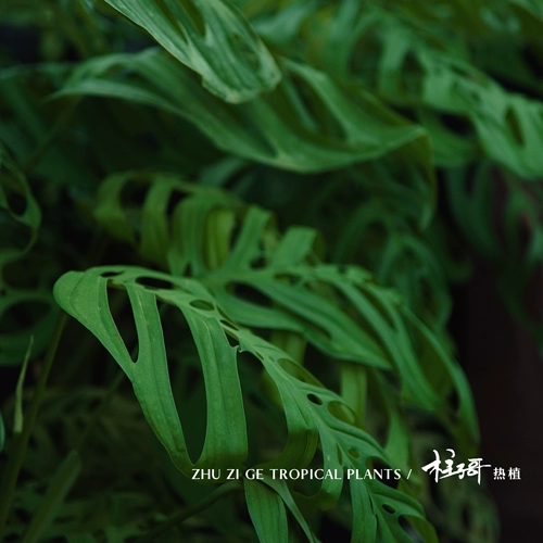 Me Giant Cave Monstera (импортируется из оригинальной кучи Таиланда) с семенами колонны и легко отправить. Он может расти почти до одного метра без выбора