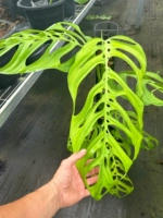 50-60 см ME с колонной хороши для посадки.