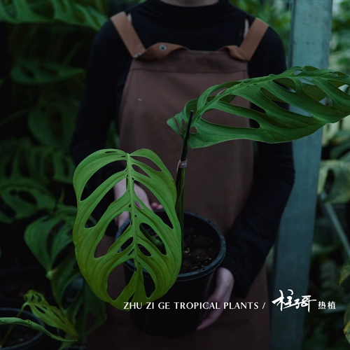 Me Giant Cave Monstera (импортируется из оригинальной кучи Таиланда) с семенами колонны и легко отправить. Он может расти почти до одного метра без выбора