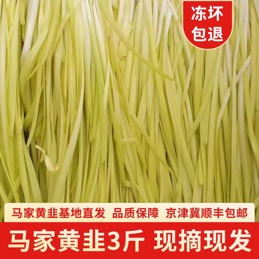 河北深州特产西安庄正宗马家黄韭头茬饺子馅韭黄现摘现发顺丰直达