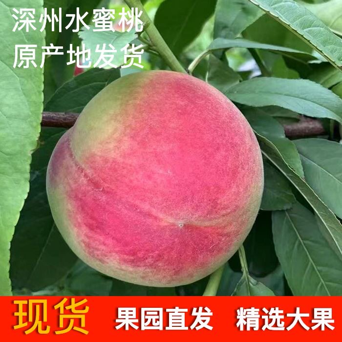 深州水蜜桃新鲜脆甜大红水蜜桃脆甜多汁现摘现发当季时令孕妇水果