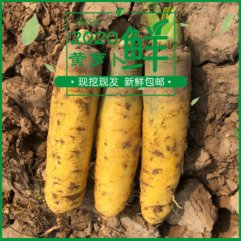 山西运城新鲜水果蔬菜黄萝卜黄皮胡萝卜可做新疆手抓饭8斤装包邮