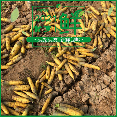 山西黄萝卜农家新鲜水果
