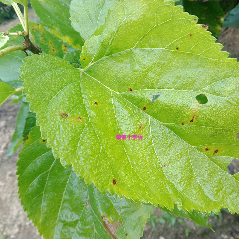 正宗霜桑叶霜打桑叶霜后桑叶攀枝花自家桑葚无农药干桑叶泡茶100g
