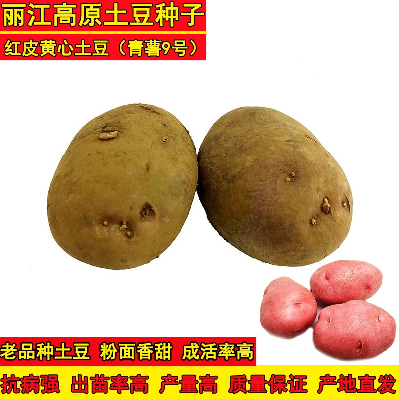 土豆种子高产抗病强发芽率高种薯