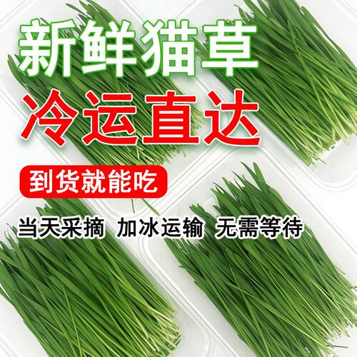 现货猫草成品化毛成品已长好发芽盆栽猫薄荷猫零食简易猫草盆栽