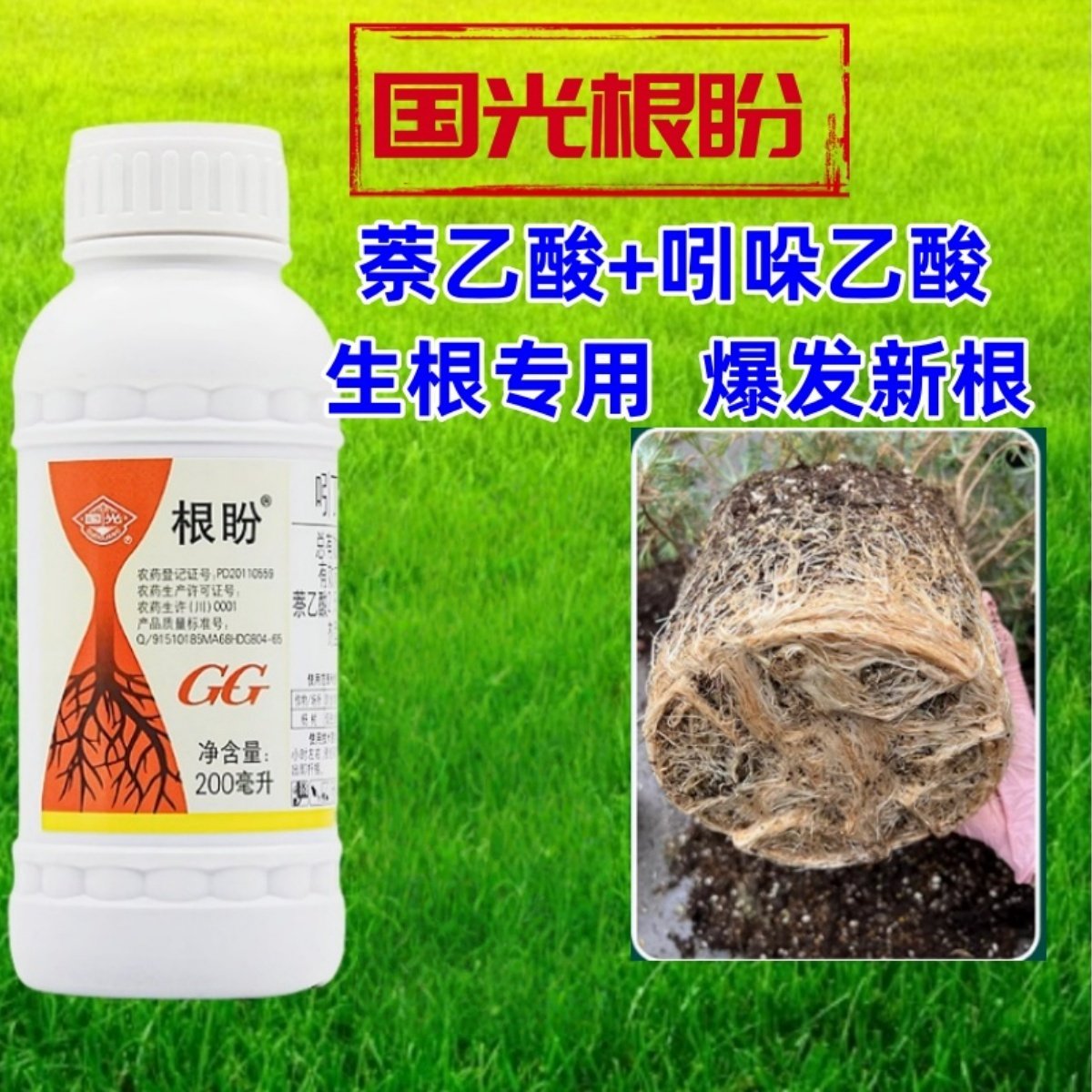 国光根盼 5%吲丁萘乙酸 吲哚乙酸生根剂生长调节剂促发须根壮主根