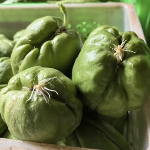 云南佛手瓜种老洋瓜带芽丰收瓜洋丝瓜福寿瓜老瓜龙须菜农家自种