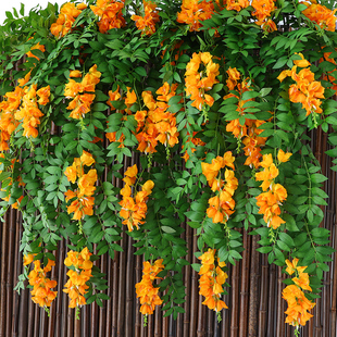 仿真灯笼吊兰绿植塑料假花藤条装 饰花藤垂吊壁挂植物室内室外摆设