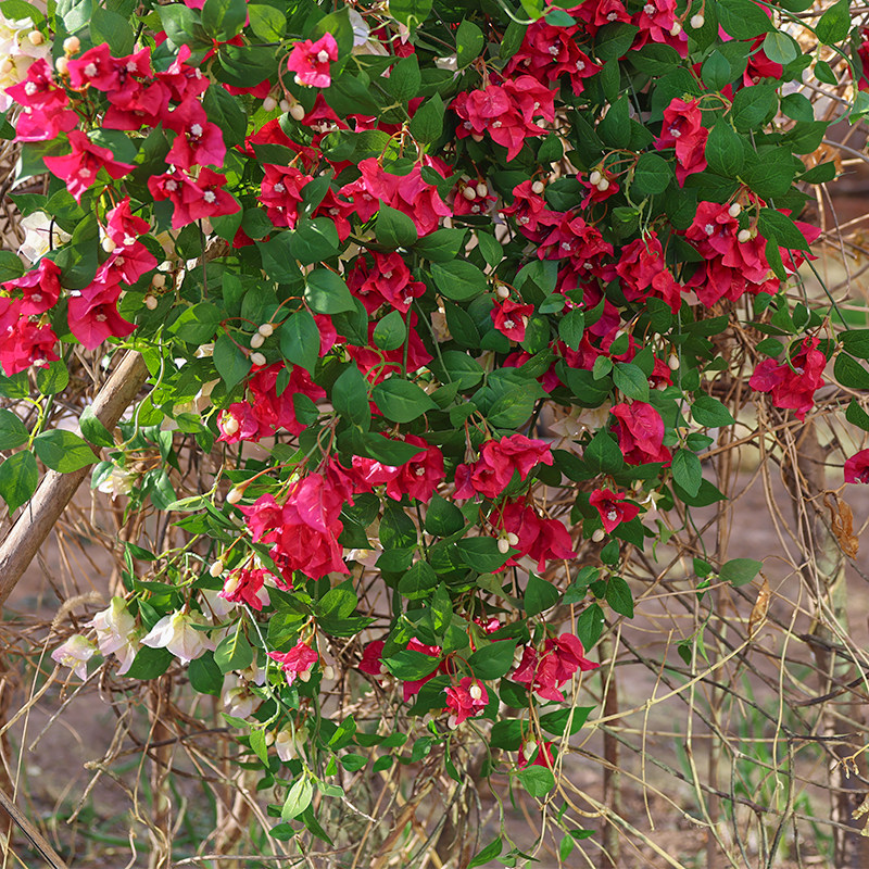仿真三角梅假花藤条店面门头装饰造景缠绕假绿植管道遮挡美化,鲜花速递/花卉仿真/绿植园艺,仿真花,淘宝优惠券,粉丝福利购,淘宝优惠卷