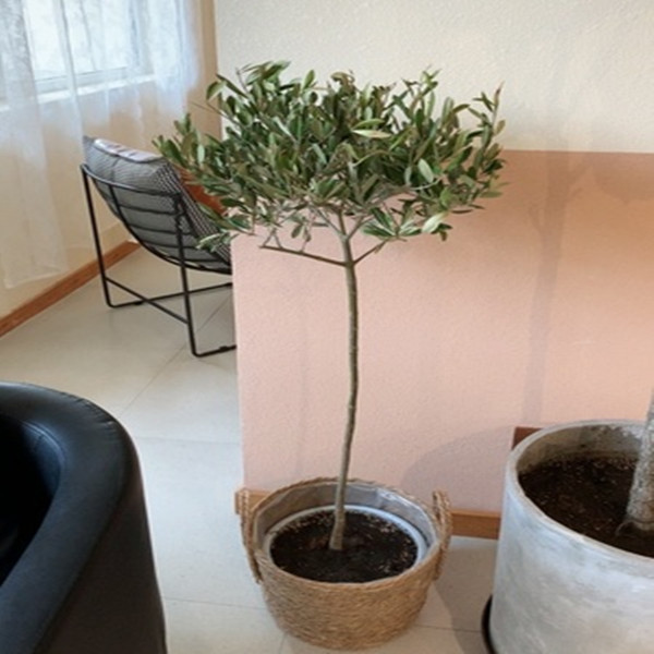 油橄榄盆栽棒棒糖绿植阳台植物