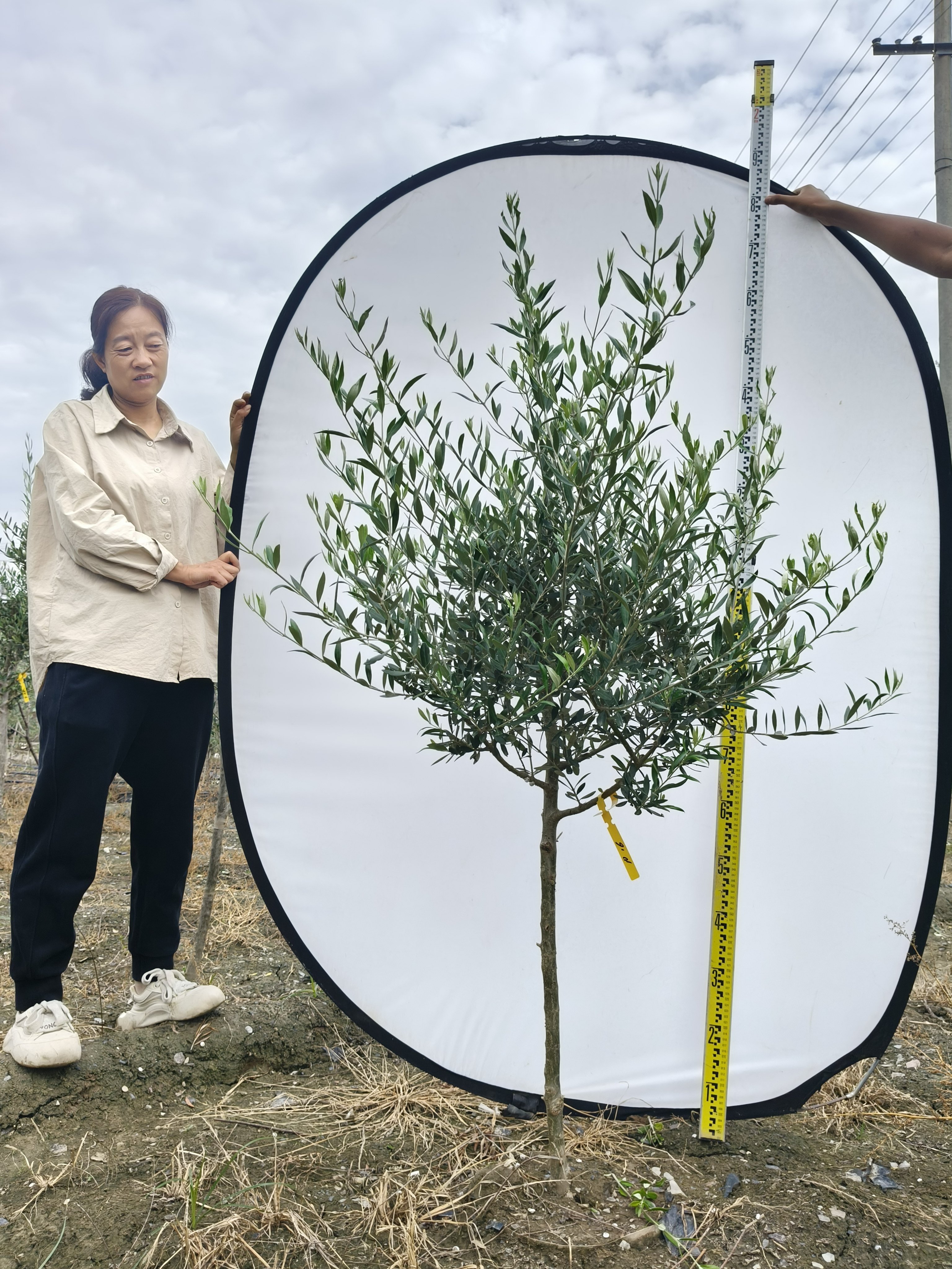 西班牙油橄榄树盆栽一物一拍阳台庭院室内绿植进口北欧植物除甲醛