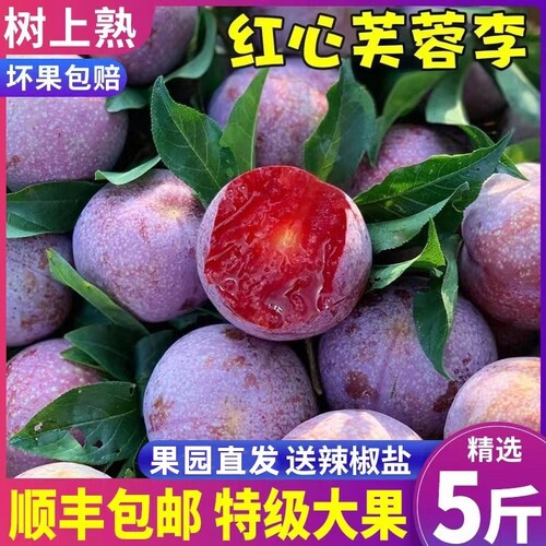 正宗钱排三华李新鲜大果5斤！