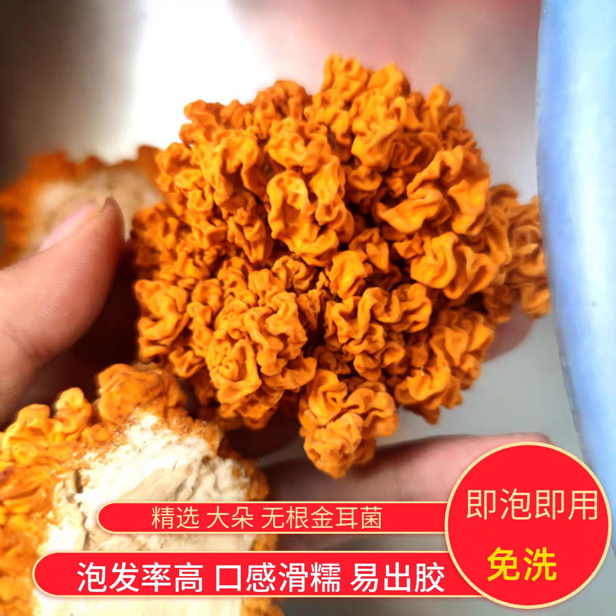 云南椴木金耳菌精品优质大朵黄金木耳菌干货250克非西藏银耳包邮