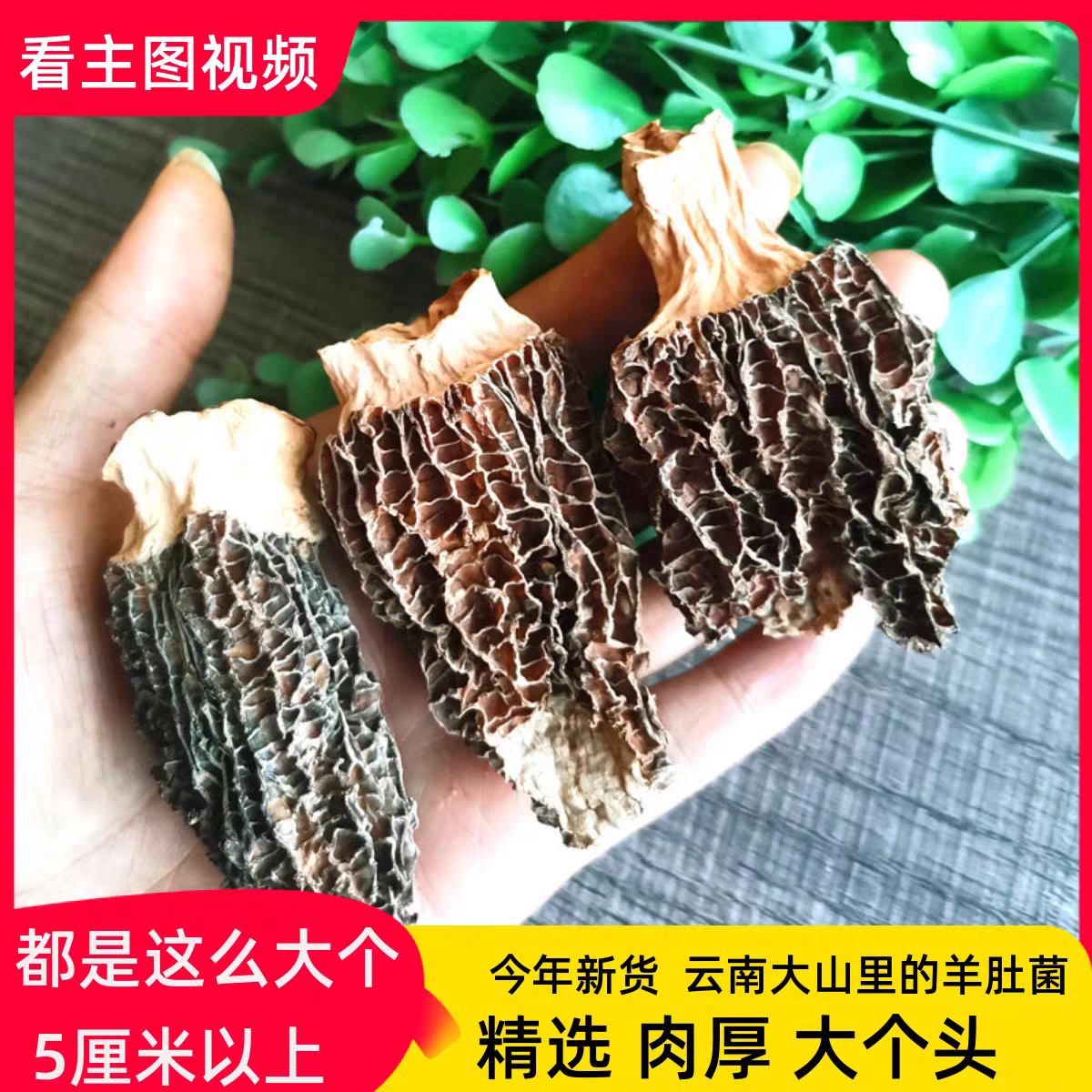 实惠装云南野生碎片羊肚菌干货特产羊肚蘑包邮食用菌煲汤50克包邮,粮油调味/速食/干货/烘焙,羊肚菌,淘宝优惠券,粉丝福利购,淘宝优惠卷