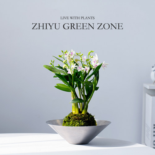 香水石斛兰苔藓球办公室开花植物