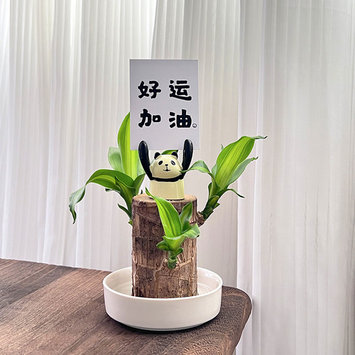 巴西木办公室内书房中式水培盆栽