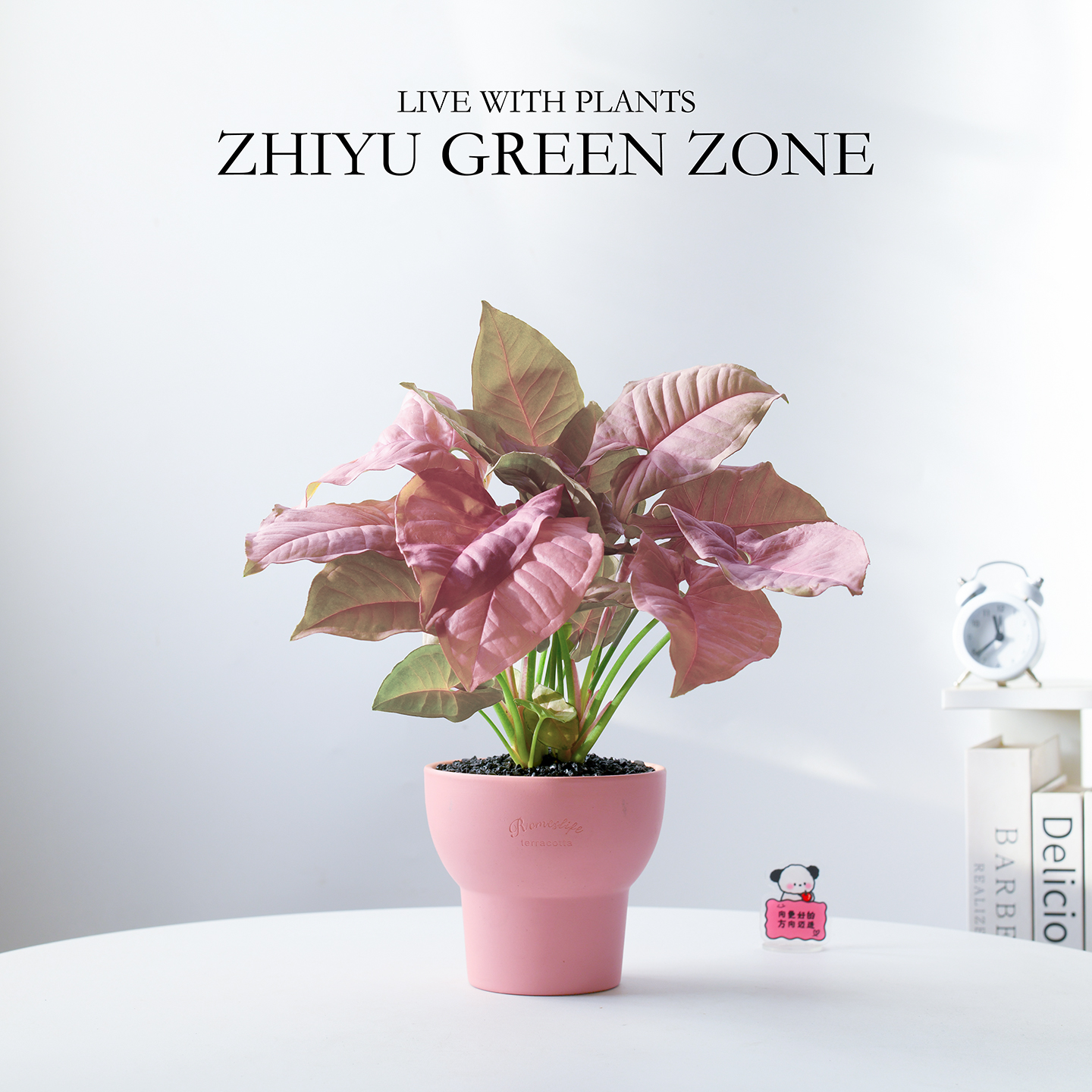 红粉佳人盆栽粉色植物伴手礼绿植