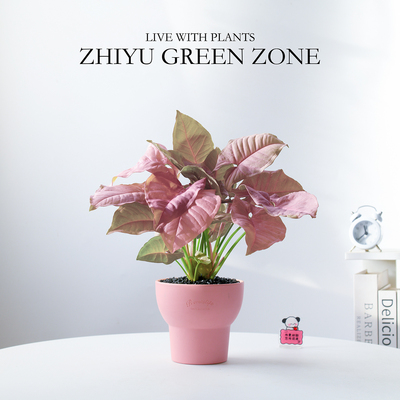 红粉佳人盆栽粉色植物伴手礼绿植