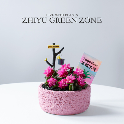 多肉植物粉色肉肉新手绿植礼物