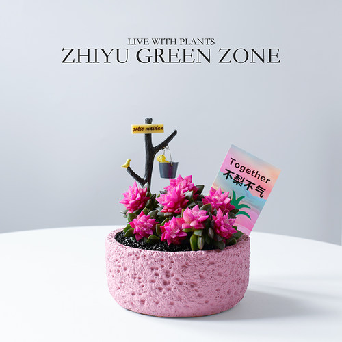 多肉植物粉色肉肉新手绿植礼物