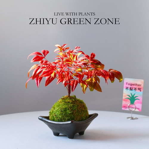 南天竹苔藓微景观盆栽观叶伴手礼