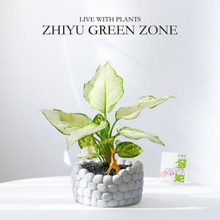 白如意盆栽办公室内桌面客厅好养工位绿植治愈系花卉创意伴手礼物