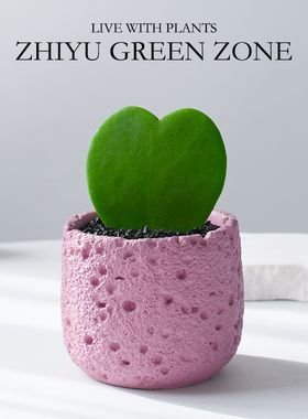 元气森系心叶球兰多肉植物绿色爱心室内桌面阳台好养新手绿植盆栽