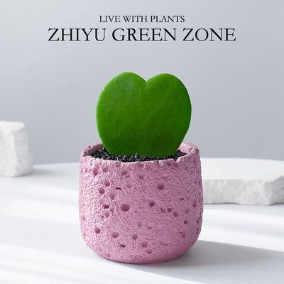 心叶球兰多肉植物室内桌面绿植