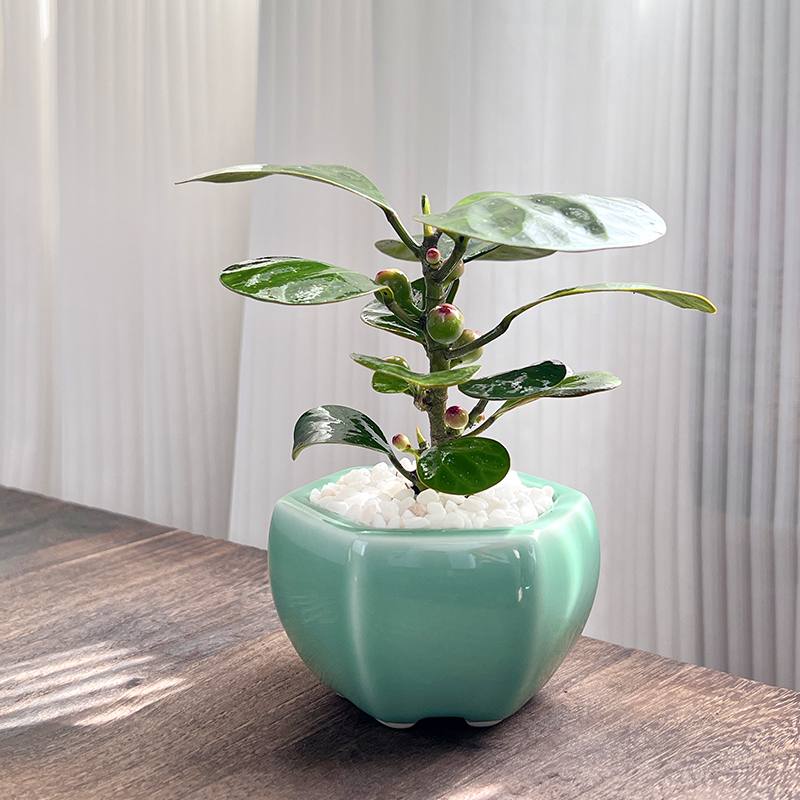 小盼菩提工位盆栽室内好养绿植