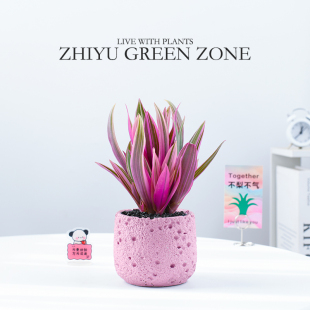 紫露兰盆栽新手植物室内好养花卉办公室桌面绿植油画婚礼吊兰礼物